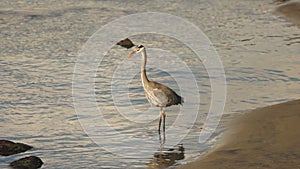 Big blue heron bird hunts the riverbank for food