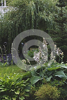 Big blue hosta blooming in summer garden with weeping willow