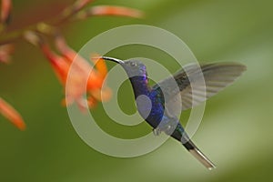 Big blue hummingbird Violet Sabrewing flying next to beautiful pink flower with clear green forest background