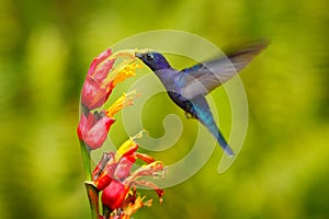 Big blue hummingbird Violet Sabrewing flying next to beautiful red flower with clear green forest nature in background. Tinny bird