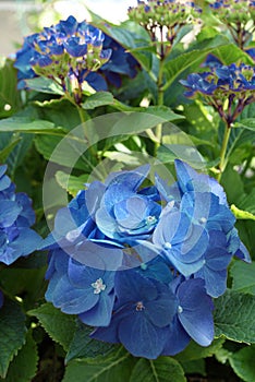 Big blue hydrangea flowers in sunny day