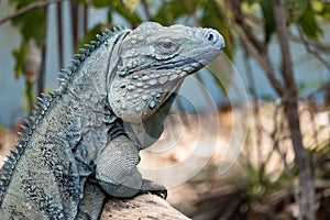 Big Blue Iguana Looking at the Camera I