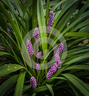 Big blue Lilyturf plant with violet berries