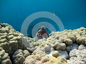 Big Blue Octopus (Octopus cyanea) Octopus. Big Blue Octopus on the Red Sea Reefs.