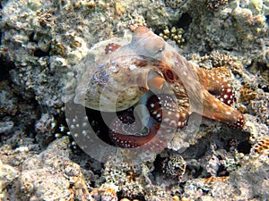 Big Blue Octopus (Octopus cyanea) Octopus. Big Blue Octopus on the Red Sea Reefs.