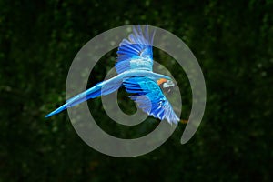 Big blue parrot in fly. Ara ararauna in the dark green forest habitat. Beautiful macaw parrot from Pantanal, Brazil. Bird in fligh