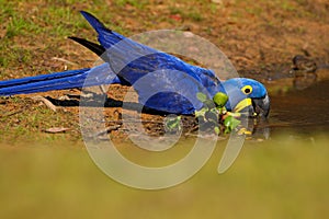 Big blue parrot Hyacinth Macaw, Anodorhynchus hyacinthinus, drinking water at the river Rio Negro, Pantanal, Brazil, South America photo