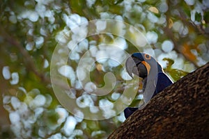 Big blue parrot Hyacinth Macaw, Anodorhynchus hyacinthinus, in tree nest cavity, Pantanal, Bolivia, South America