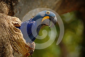 Big blue parrot Hyacinth Macaw, Anodorhynchus hyacinthinus, in tree nest cavity, Pantanal, Brazil, South America