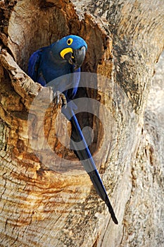 Big blue parrot Hyacinth Macaw, Anodorhynchus hyacinthinus, in tree nest cavity, Pantanal, Brazil, South America