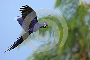 Big blue parrot Hyacinth Macaw, Anodorhynchus hyacinthinus, wild bird flying on the dark blue sky, action scene in the nature