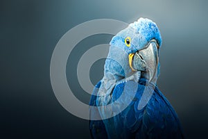 Big blue parrot, Hyacinth Macaw, over dark background