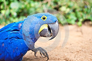 Big blue parrot - Hyacinth macaw in Prague zoo. Anodorhynchus h