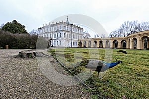 Big blue peacock with outspread neck in Ploskovce castle park