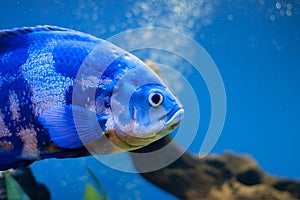 Big blue sea fish in aqurium. Underwater