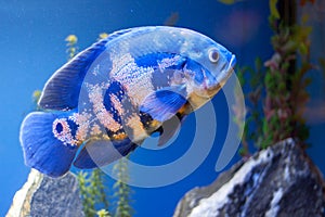 Big blue sea fish in aqurium. Underwater