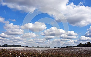 Big Blue Sky Over Cotton Field in Tennessee