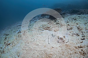 Big blue spotted stingray fish hiding under sand at sea floor photography in deep sea in scuba dive explore travel activity