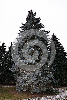 Big blue spruce decorated with light bulbs