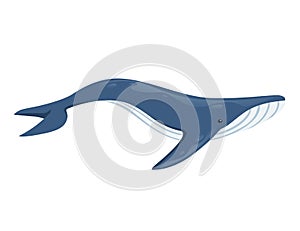 Big blue whale cartoon animal design biggest mammal on the earth flat vector illustration isolated on white background