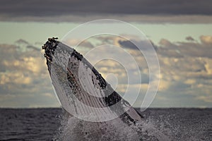 Big blue whale jumps out of water