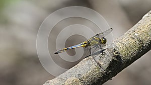 Big blue-yellow dragonfly on the trunk in the woods