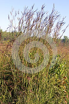 Big Bluestem   605204