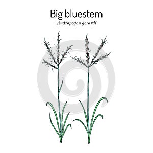 Big bluestem Andropogon gerardi , prairie grass