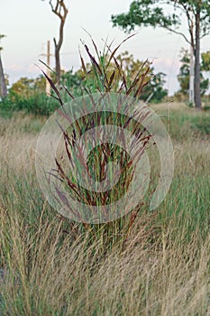 Big bluestem bush with tall blades in a beautiful meadow