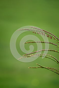 Big bluestem grass - Andropogon gerardii