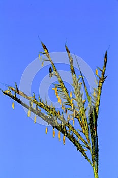 Big Bluestem  23578 photo