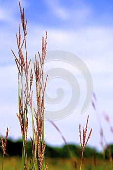 Big Bluestem    59805 photo