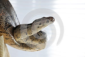 Big boa constrictor indoors, closeup. Exotic pet