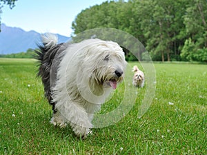 Big bobtail old english shipdog breed dog outdoors photo