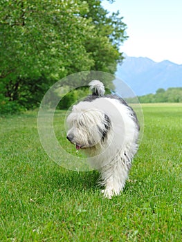 Big bobtail old english shipdog breed dog outdoors photo