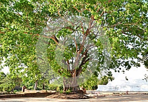 Big bodhi tree at Ayutthaya, Thailand