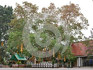 Big Bodhi tree in a Buddhist temple with yellow Buddhist monks` robes