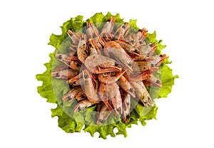 Big boiled shrimps on green lettuce. Isolated on white background, top view