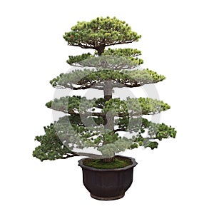 Big bonsai pine