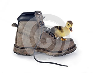 Big boot small duckling