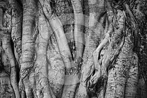 Big bothi tree for background