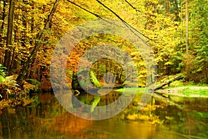 Big boulders with fallen leaves. Autumn mountain river banks. Fresh green mossy boulders and river banks covered with colorful lea