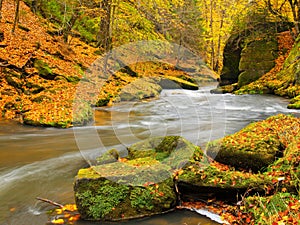 Big boulders with fallen leaves. Autumn mountain river banks. Gravel and fresh green mossy boulders on banks with colorful