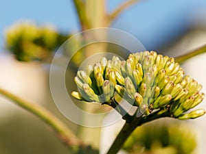 Big bouquet of agave flower