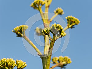 Big bouquet of agave flower