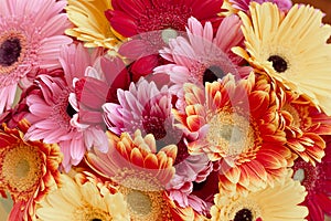 Big bouquet with a lot of  red, pink and yellow gerberas with beautiful modern toning