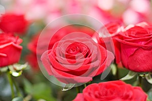 The big bouquet of red roses