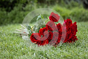 Big bouquet of red roses on green grass.