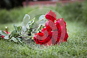 Big bouquet of red roses on green grass.