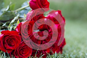 Big bouquet of red roses on green grass.